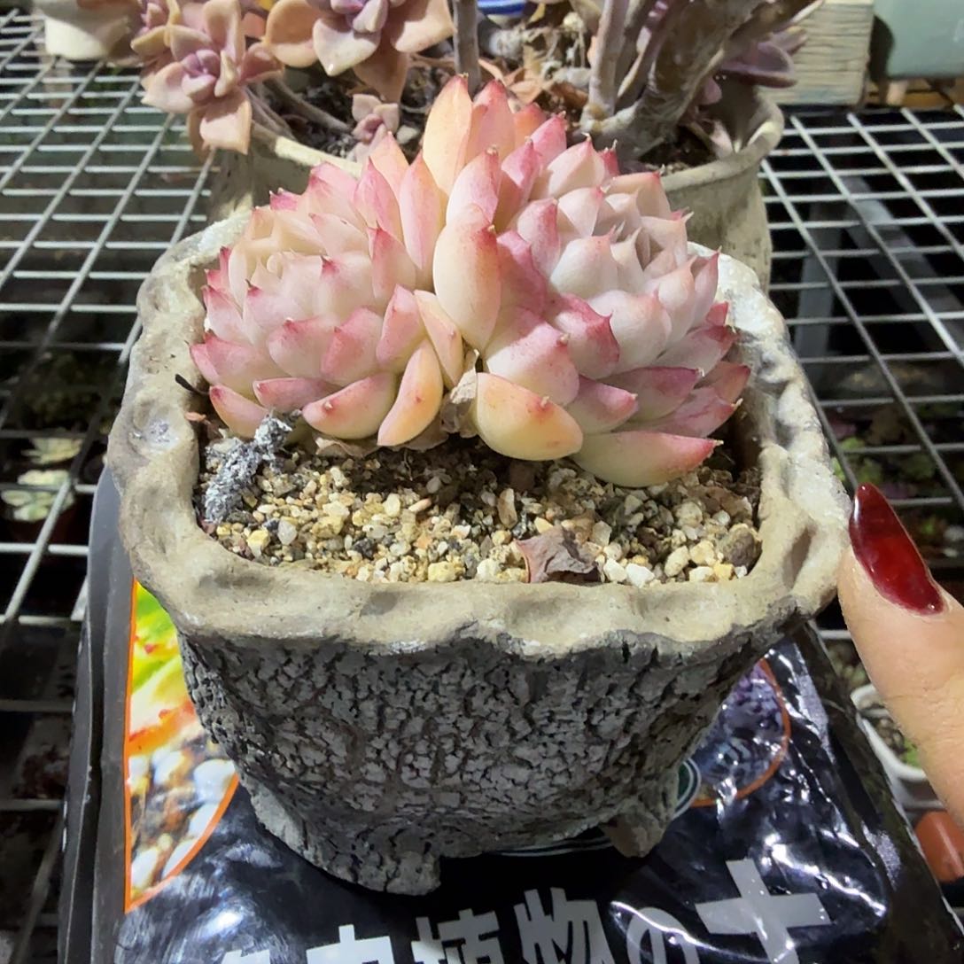 陶埙女王带盆多肉植物