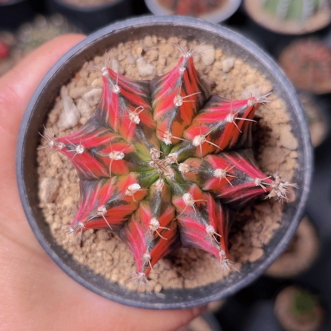 泰系米哈仙人球33号