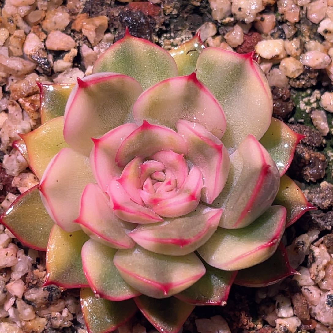 多肉特价猎户座锦