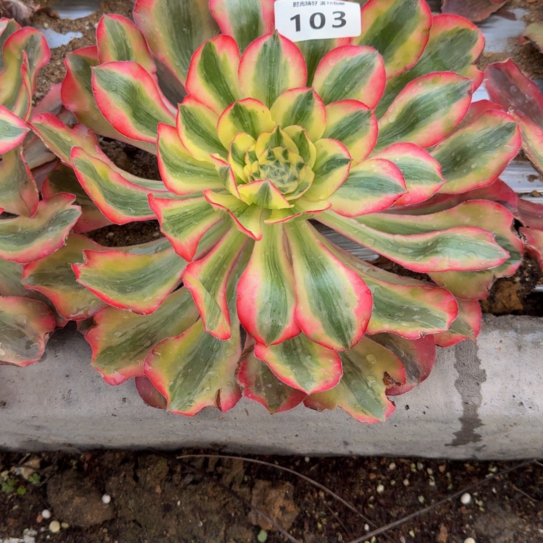 A***M103爱丽丝 多肉植物