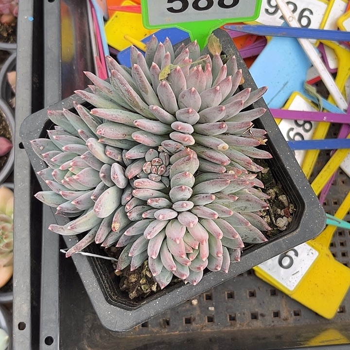 小***量多肉植物人鱼sp588