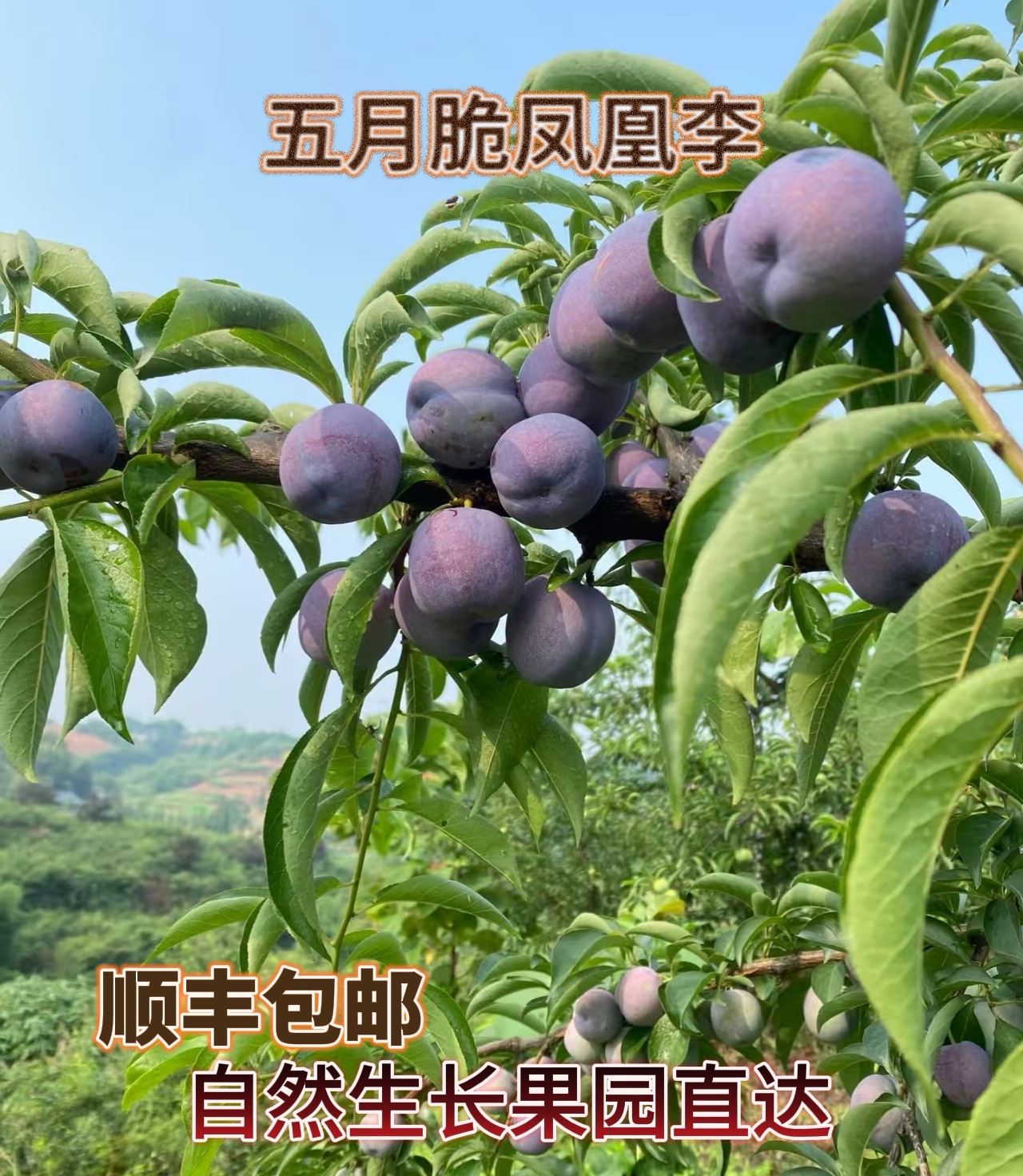 【顺丰包邮】四川现摘现发五月脆李新鲜多汁脆甜适合孕妇