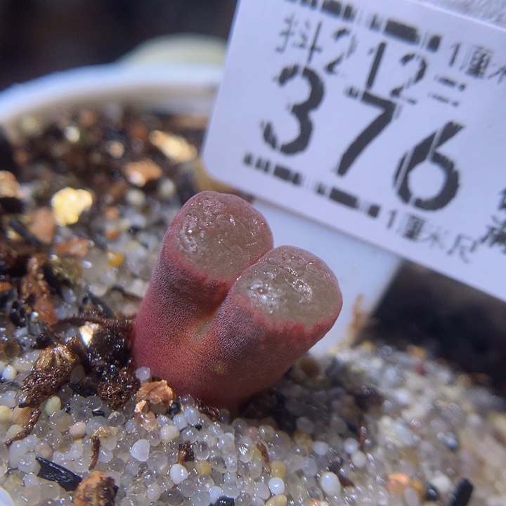 元宵节快乐212.376磁铁多肉