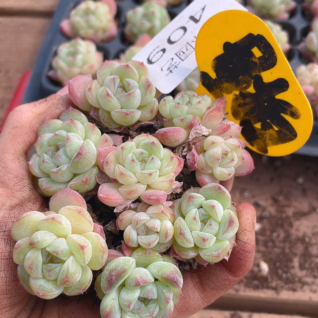 量拍多肉植物多肉植物