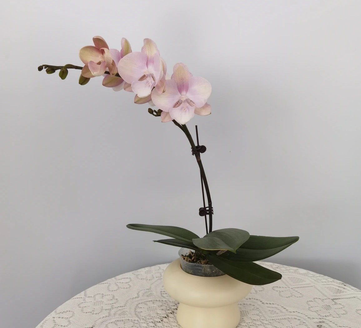 【威尼斯】 3.0寸 精品蝴蝶兰 开花带花苞 花卉基地直发