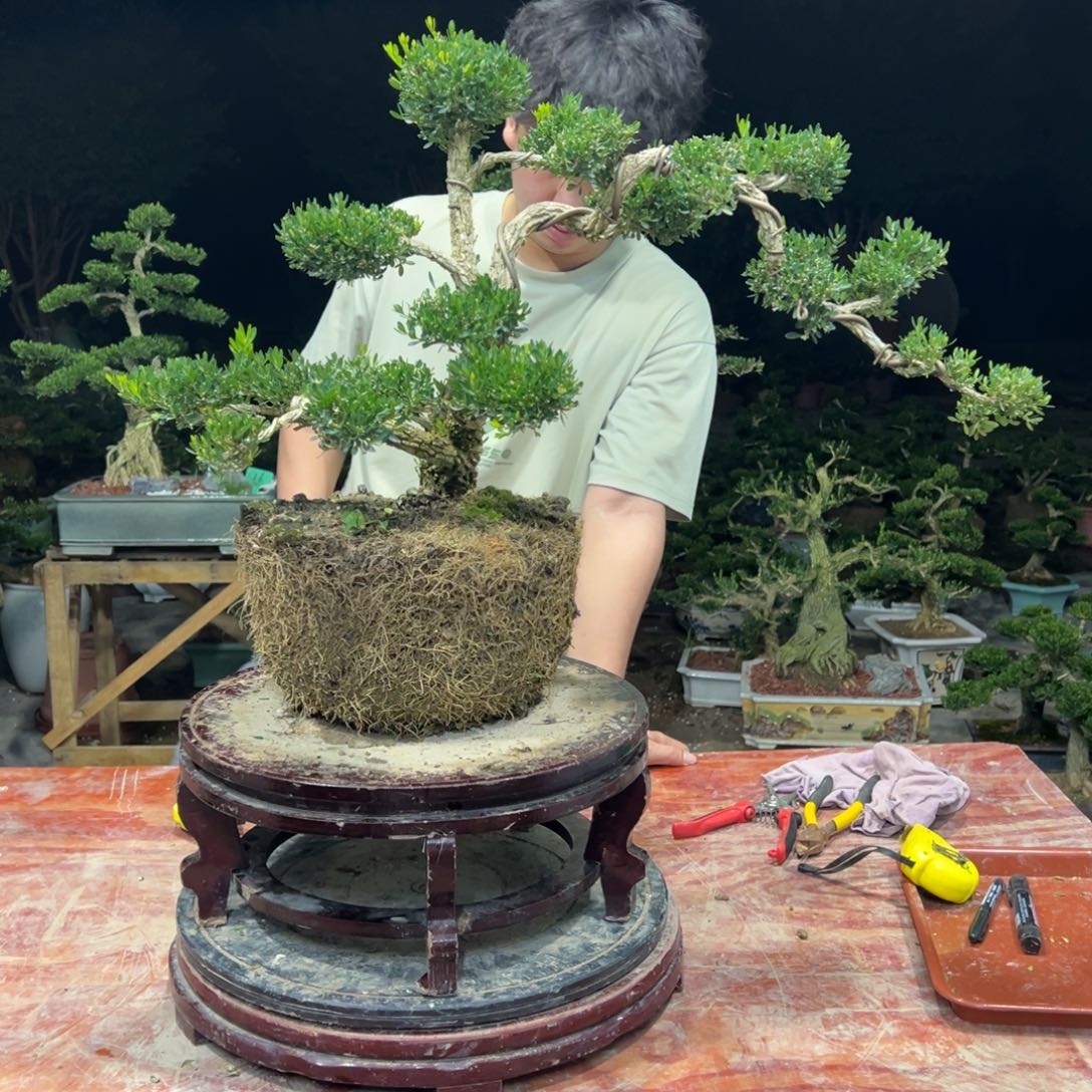 无花朵广东皱皮雀舌黄杨