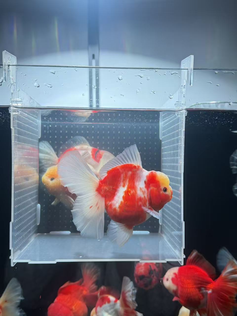 精品百褶泰狮将军元宝体冷水观赏