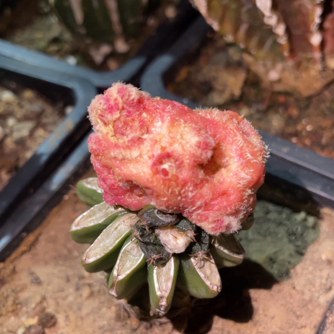 牡丹石化体锦 仙人球