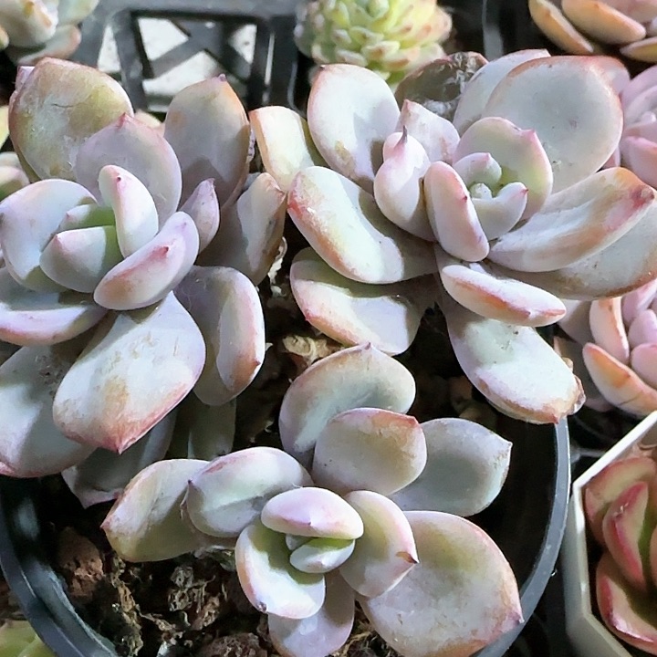 青蛙王子儿童牙膏111