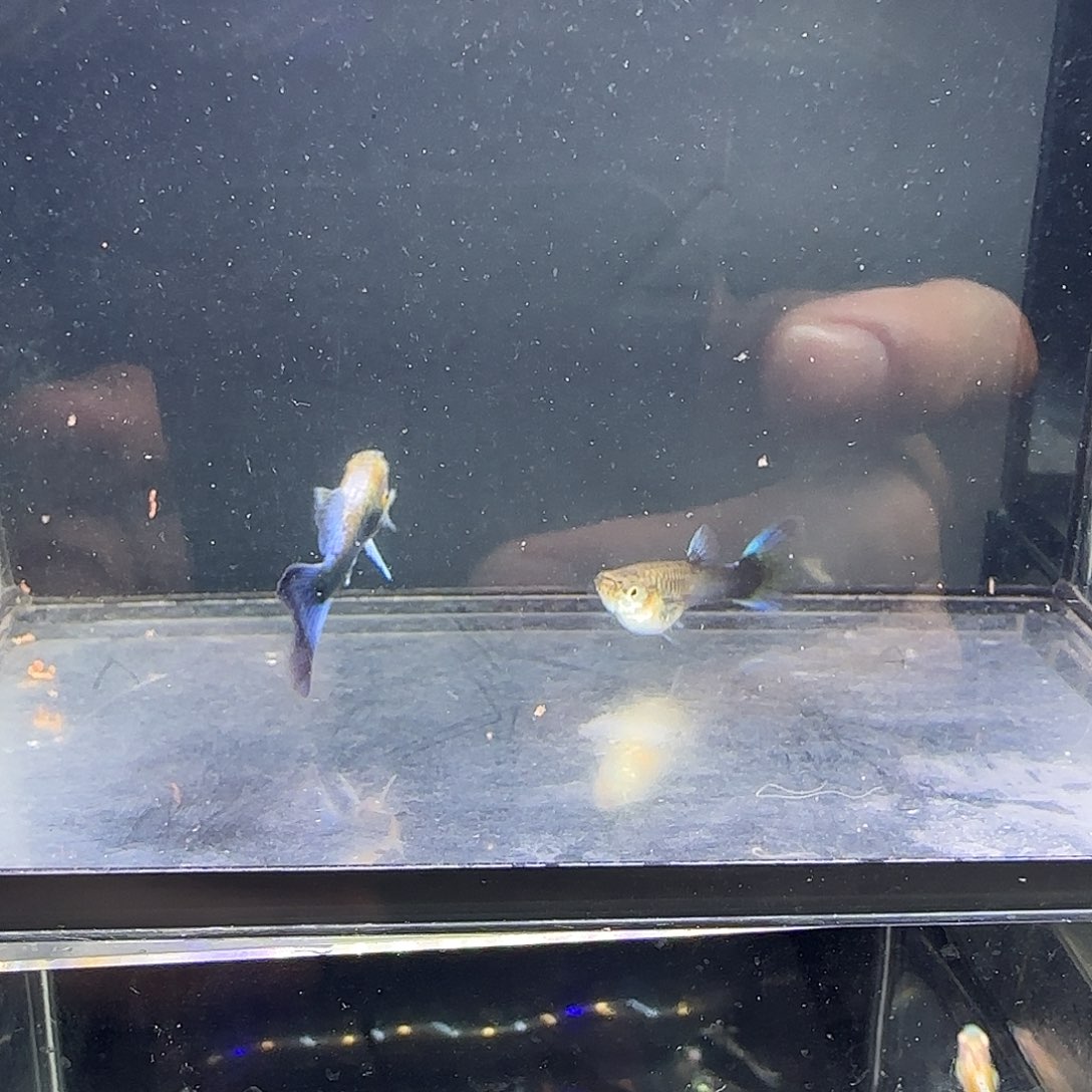 孔雀鱼紫礼服一对