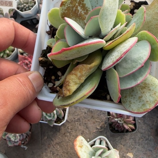 74白眉多肉植物多