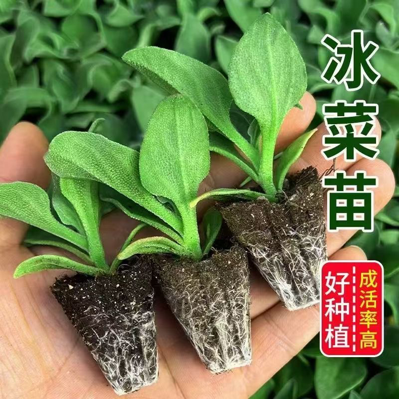 大叶水晶冰菜苗四季可种适合阳台盆栽高产蔬菜种苗基地带土发货
