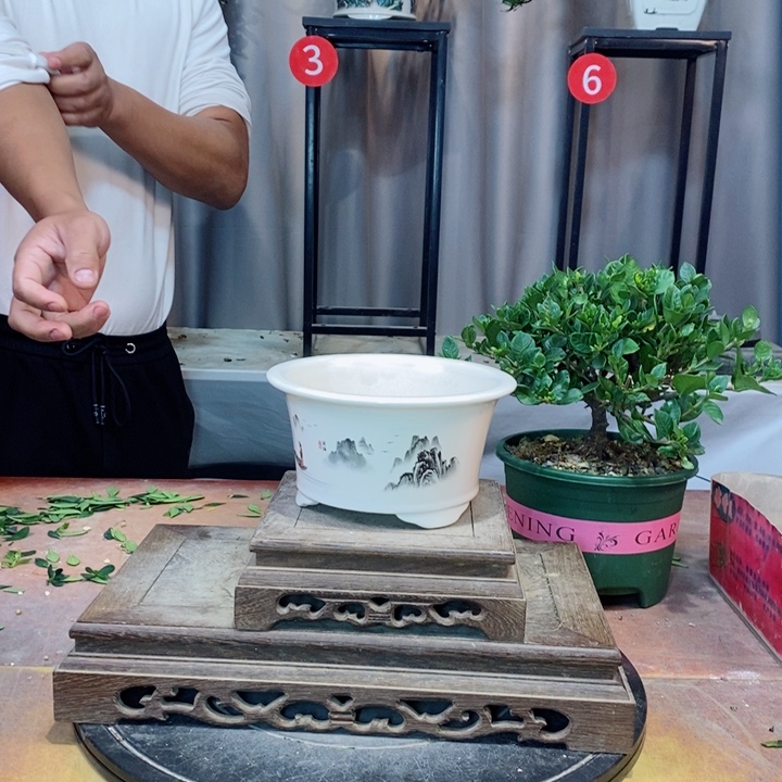 完全开放栀子花开了