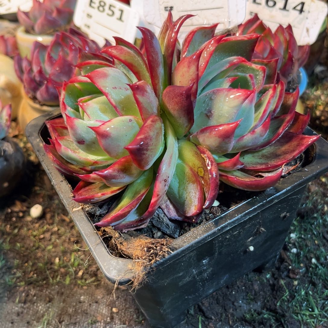 多*?惊鸿一瞥777号多肉