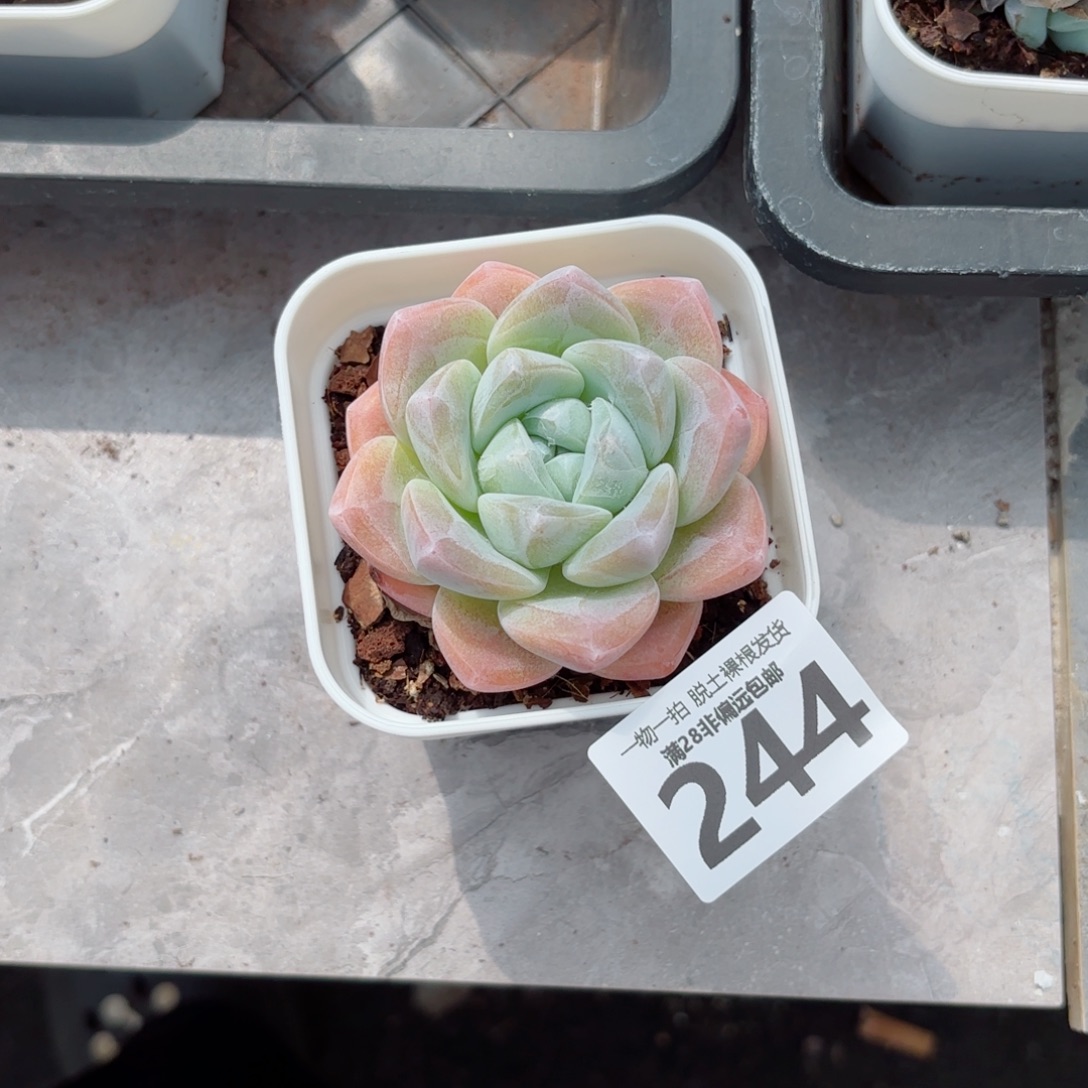 冰玉多肉多肉多肉多肉多肉