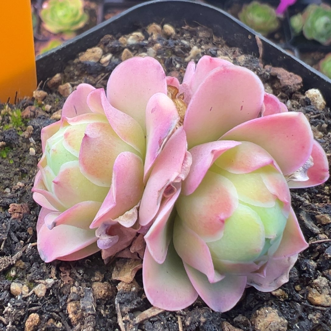 Y739半城玫瑰烟雨