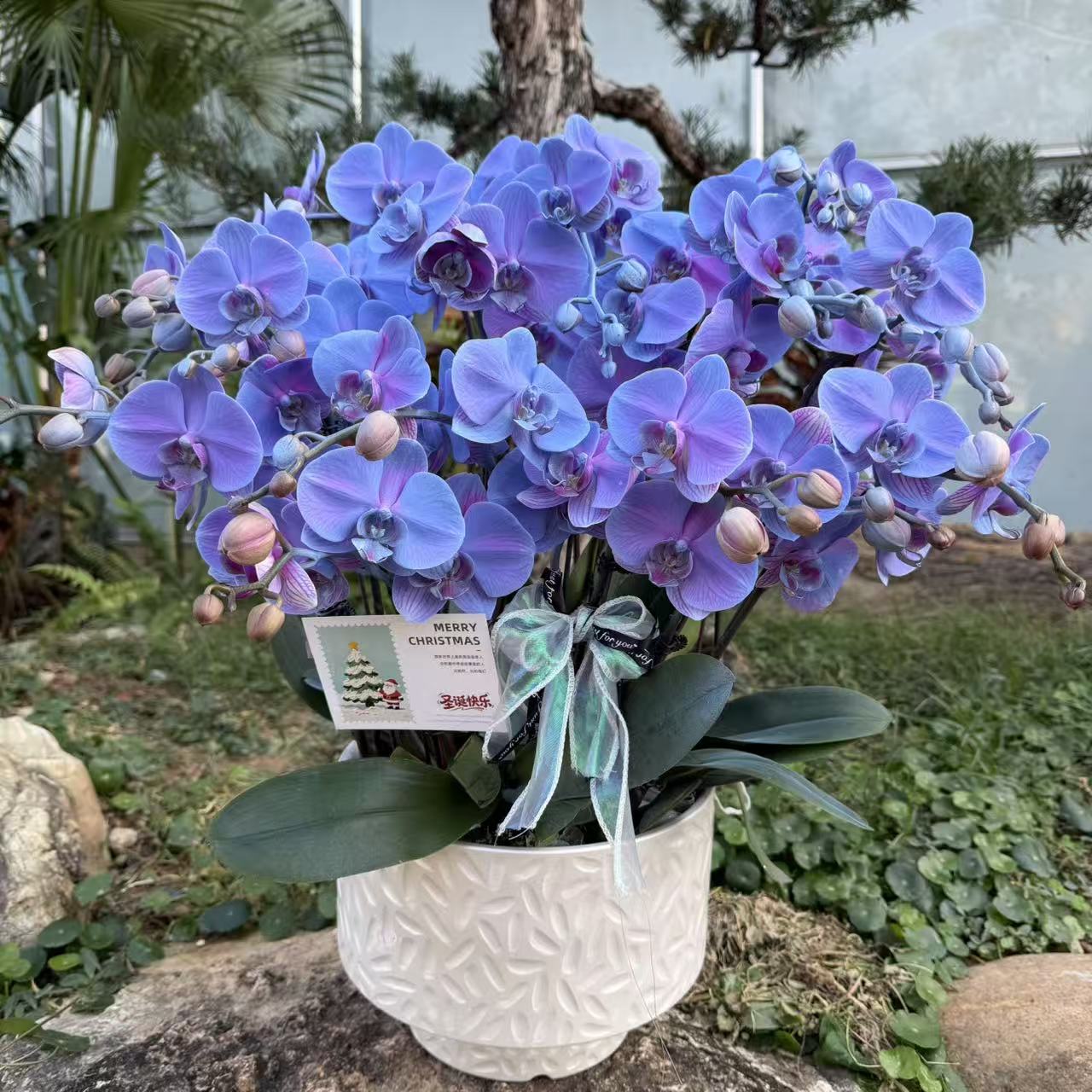 蝴蝶兰 《海洋之星》 稀缺小众品种 真花 室内花卉稀缺工艺植物上色