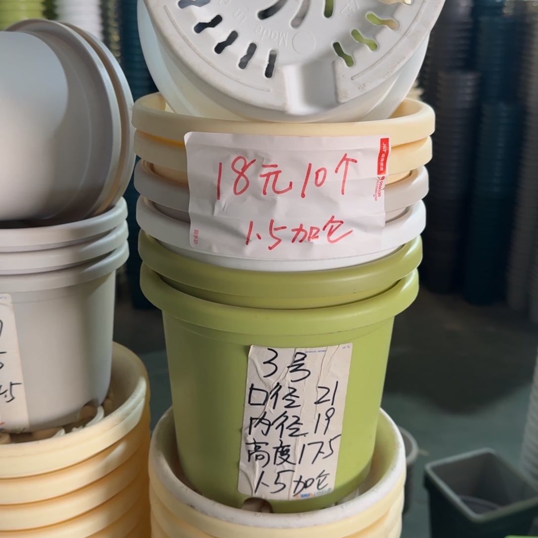 四季3#口径21无拖果绿10个