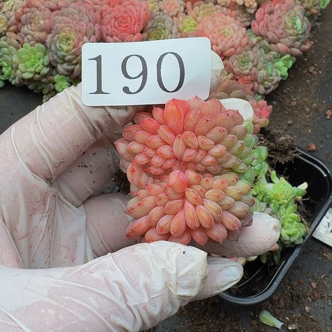 多肉植物多肉植物190