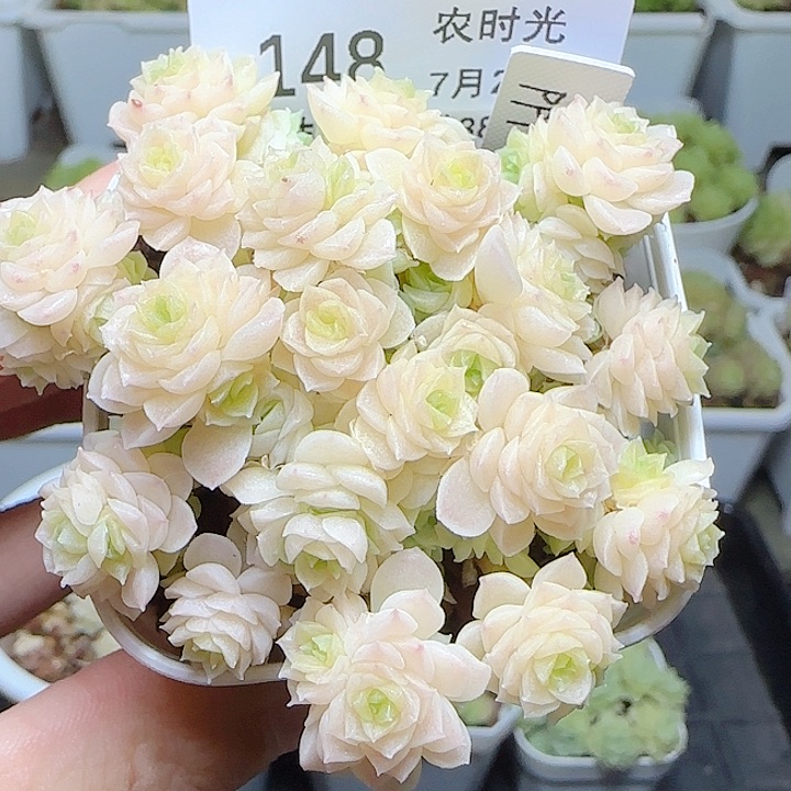 【闪购商品】0702-148（ppt-38）