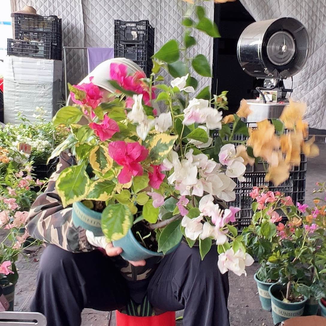 当前无花栽培后可以开花香港丽人，广红樱，金色光辉组合掌中宝