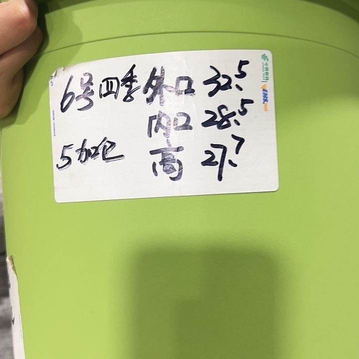 特价6号口32.5高27.7白色无托5只