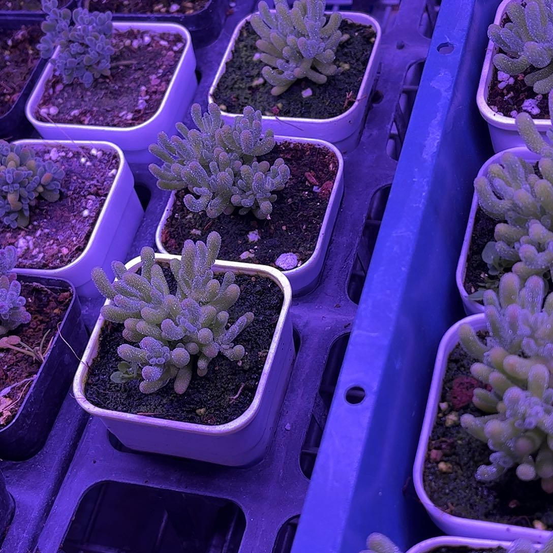 傻***傻昕宝冰晶枝干番杏