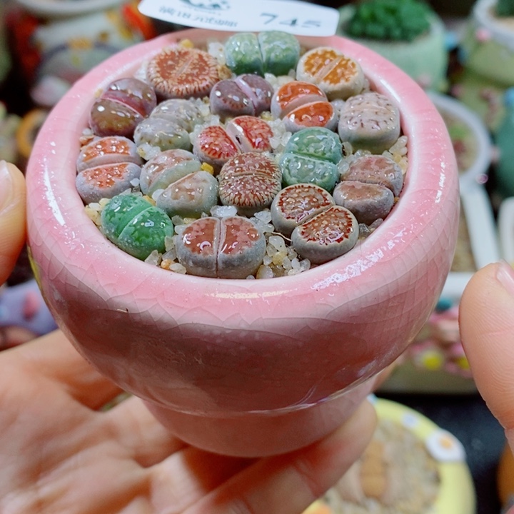 生石花花花花花花745