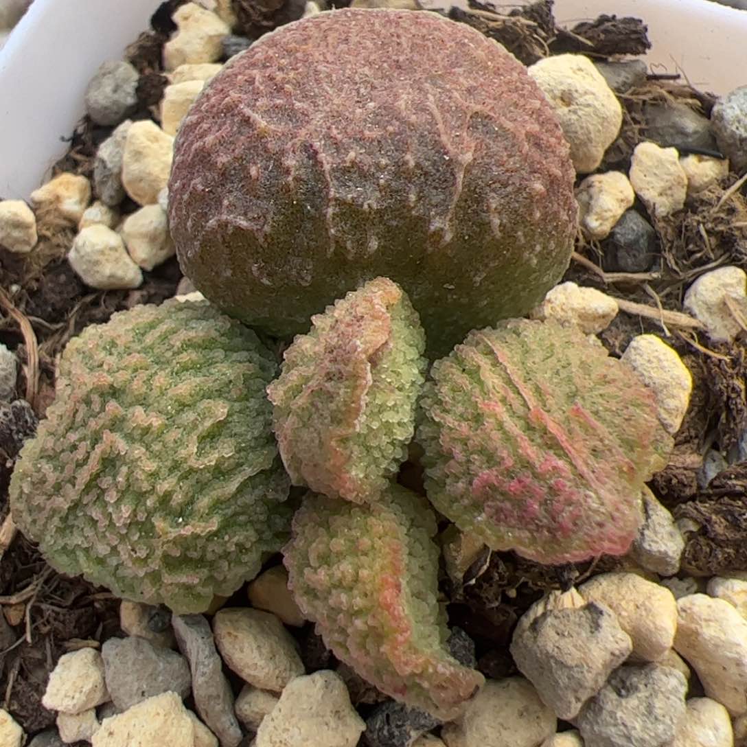 实生低叶苗多肉植物水泡多肉植物