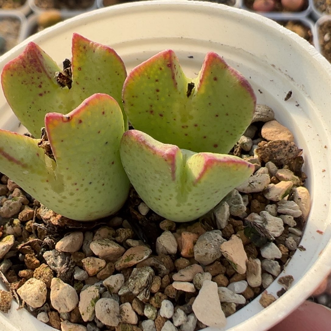 31多肉植物百科知识