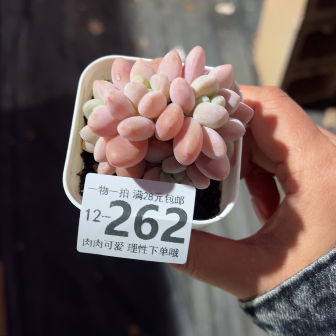 洛神多肉多肉多肉多肉多肉多