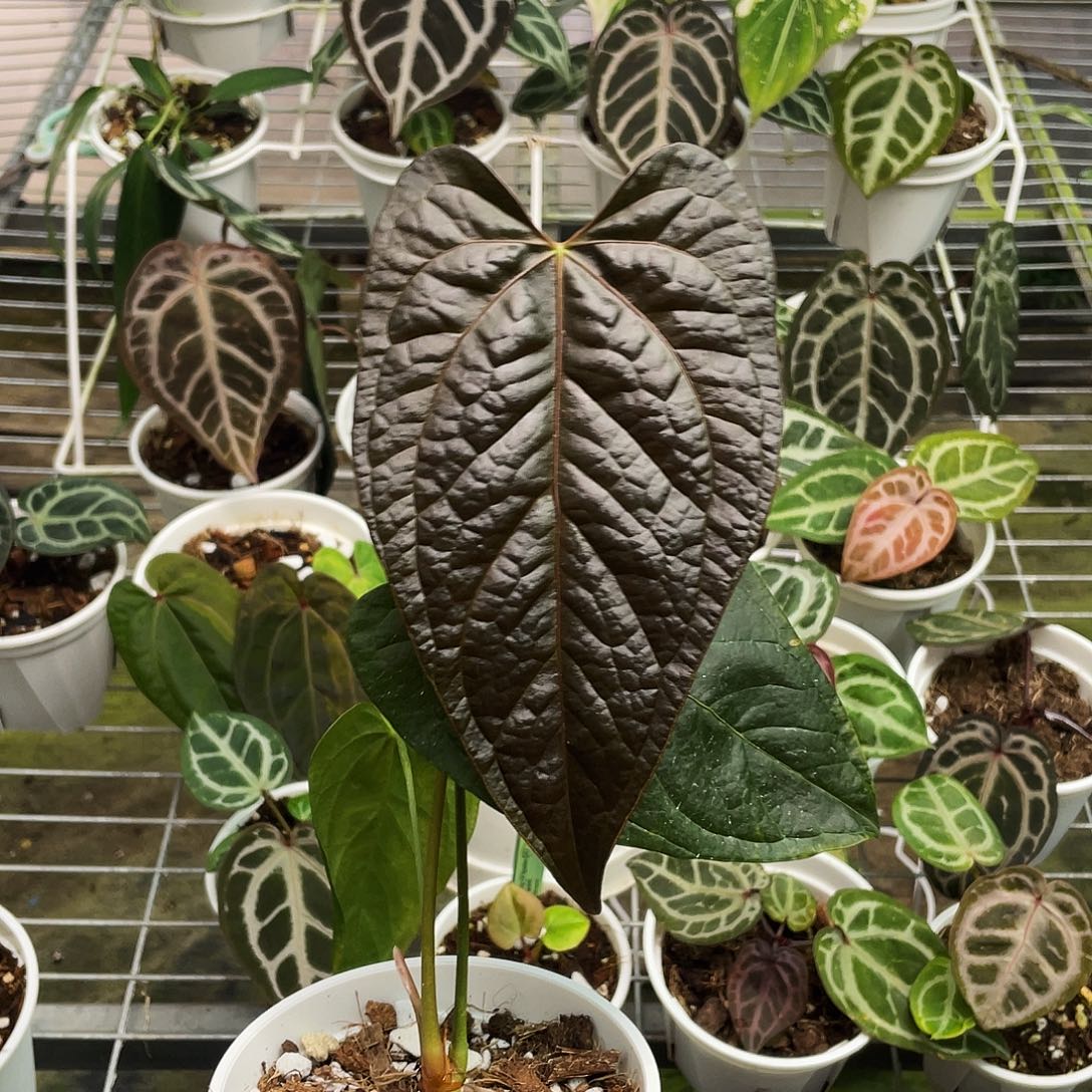 完全开放女王之心