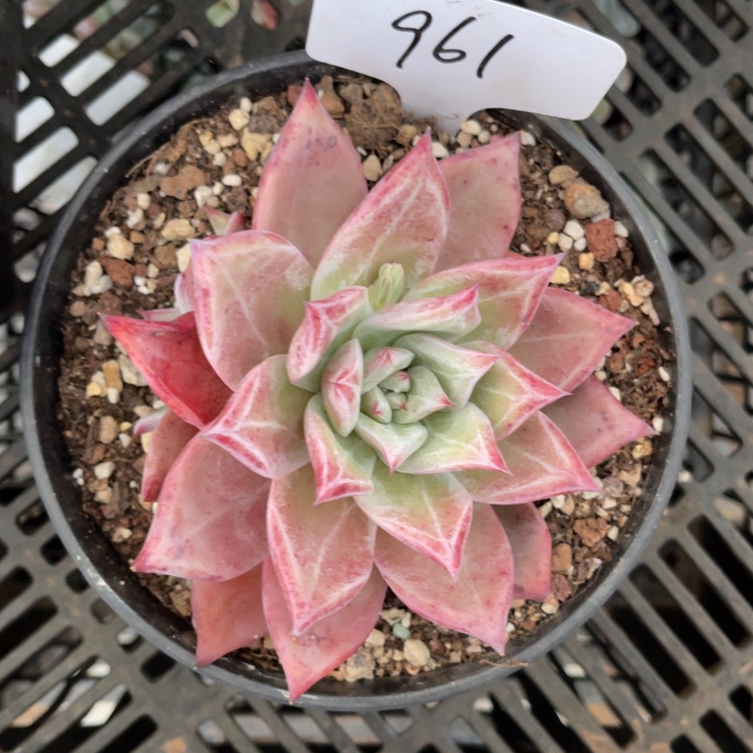 梦***梦老阿姨一物一拍961