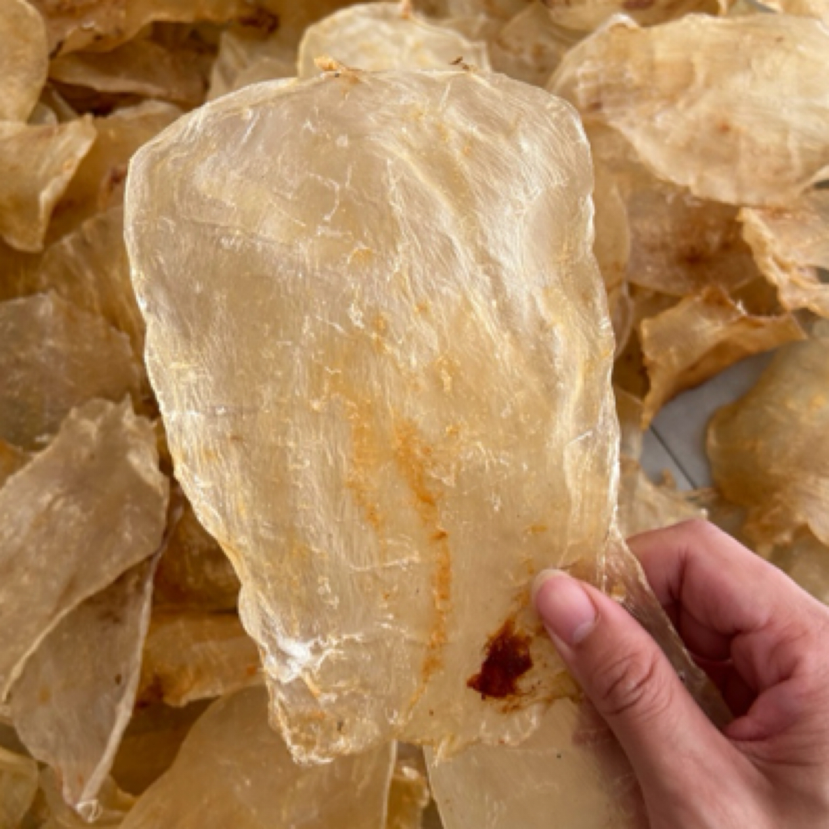 有排水孔斗福（青鲈母）/口感Q糯，和赤嘴母类似。