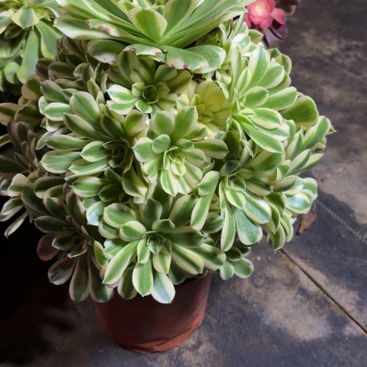 瑞妈，，。。。。633。迈，