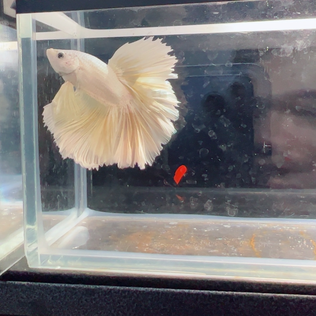 斗鱼浅色仙仙裙特殊尾