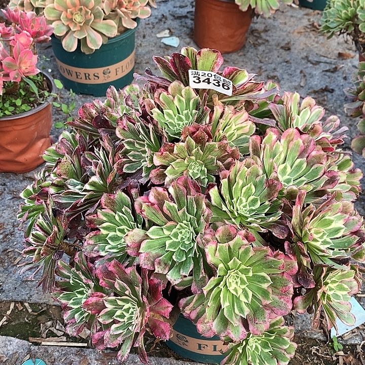 3436 一颗同花顺法师