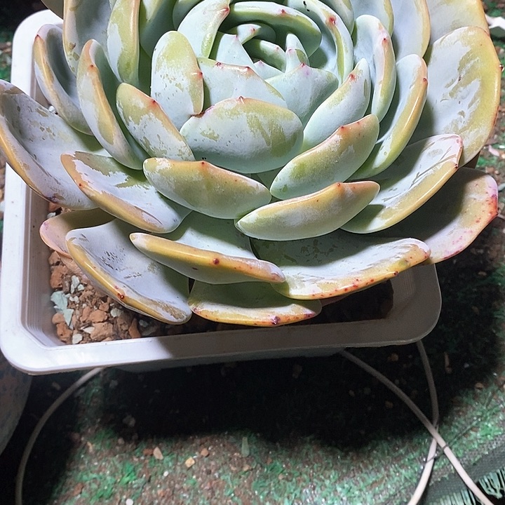 呜*凤城多肉植物8-11