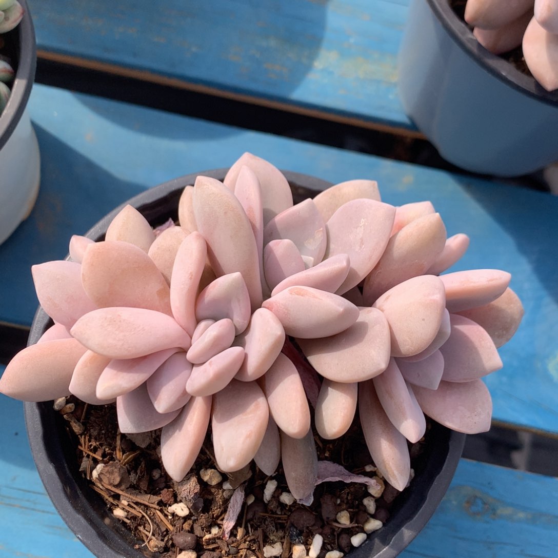 桃霜朵朵缀无砍一物一拍