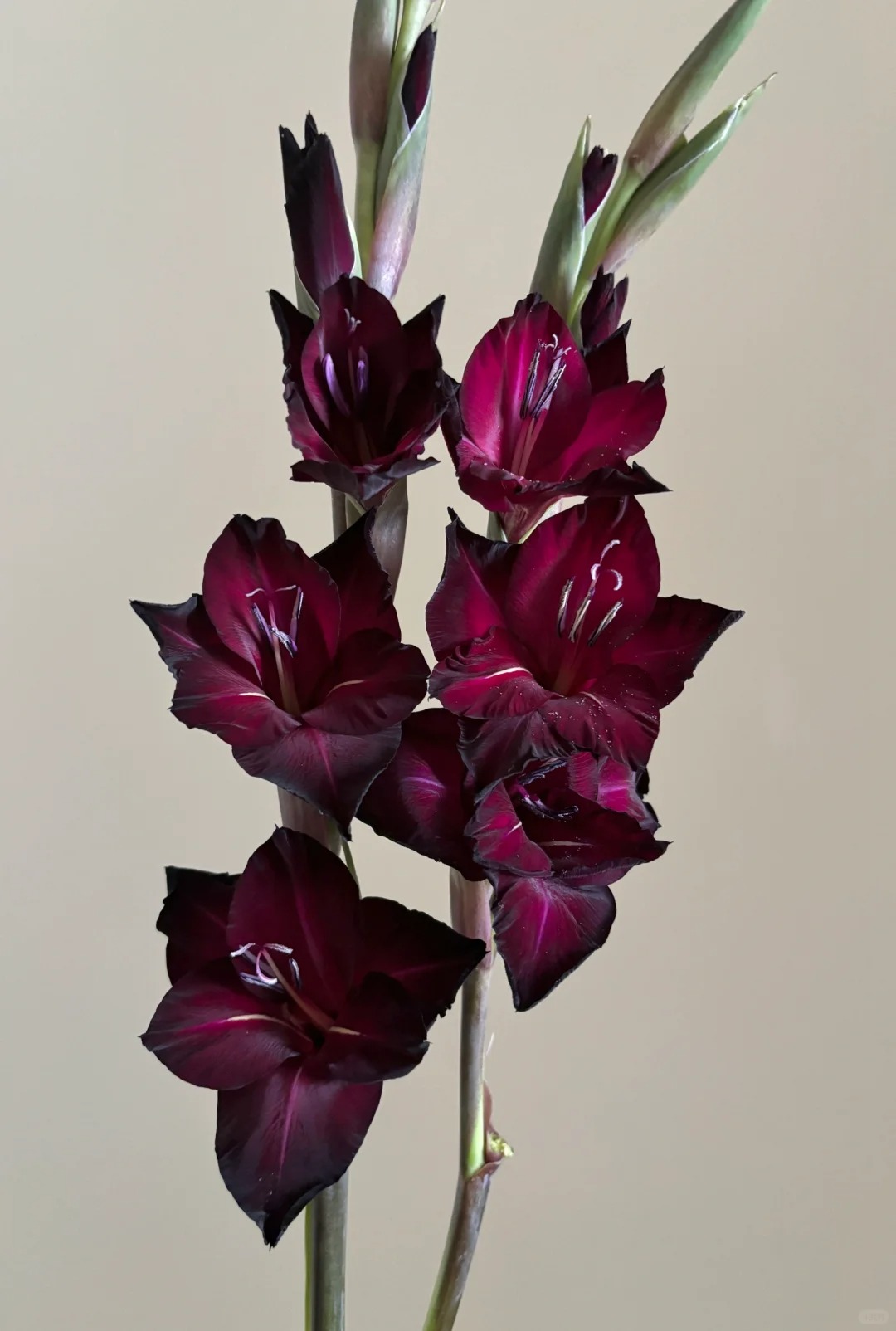 【源头优选】剑兰-任意2单鲜花包邮 发货后不支持退款