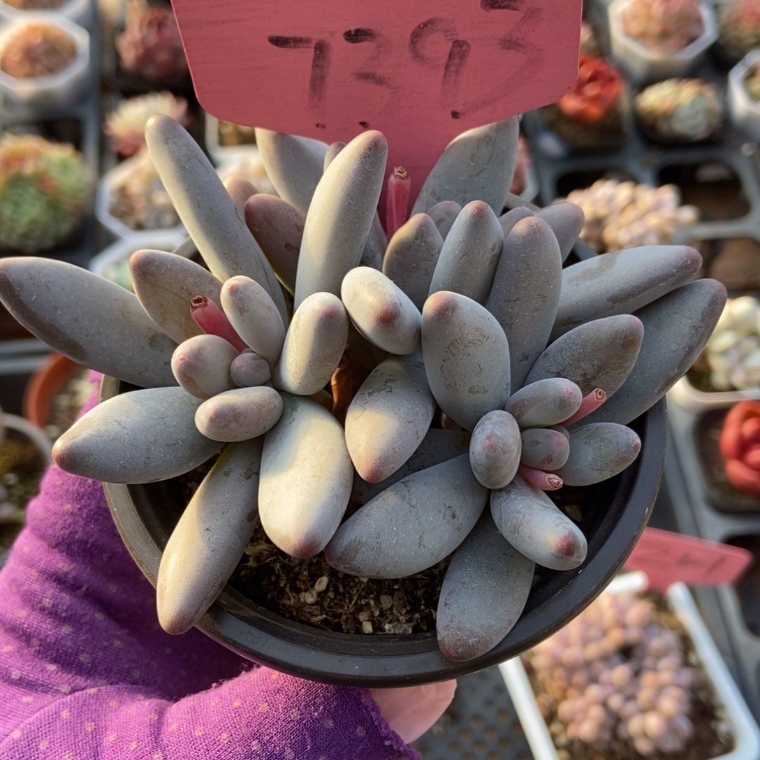 7393白兰地多肉植物