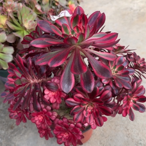 377香奈儿多肉30厘米左右