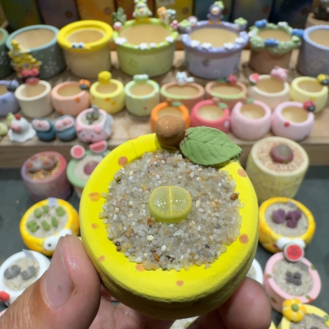 煮***茶蘑菇1312黄巴厘净多肉植物