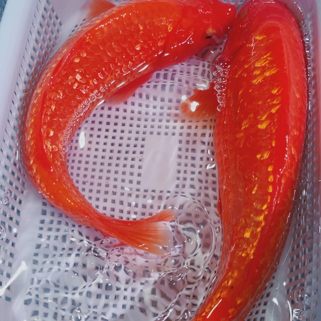 锦鲤锦鲤冷水观赏鱼