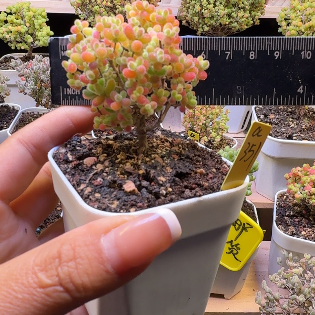 a351号橘子糖冠服5.5厘米左右