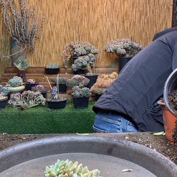 七***室473 号淡雪多肉植物