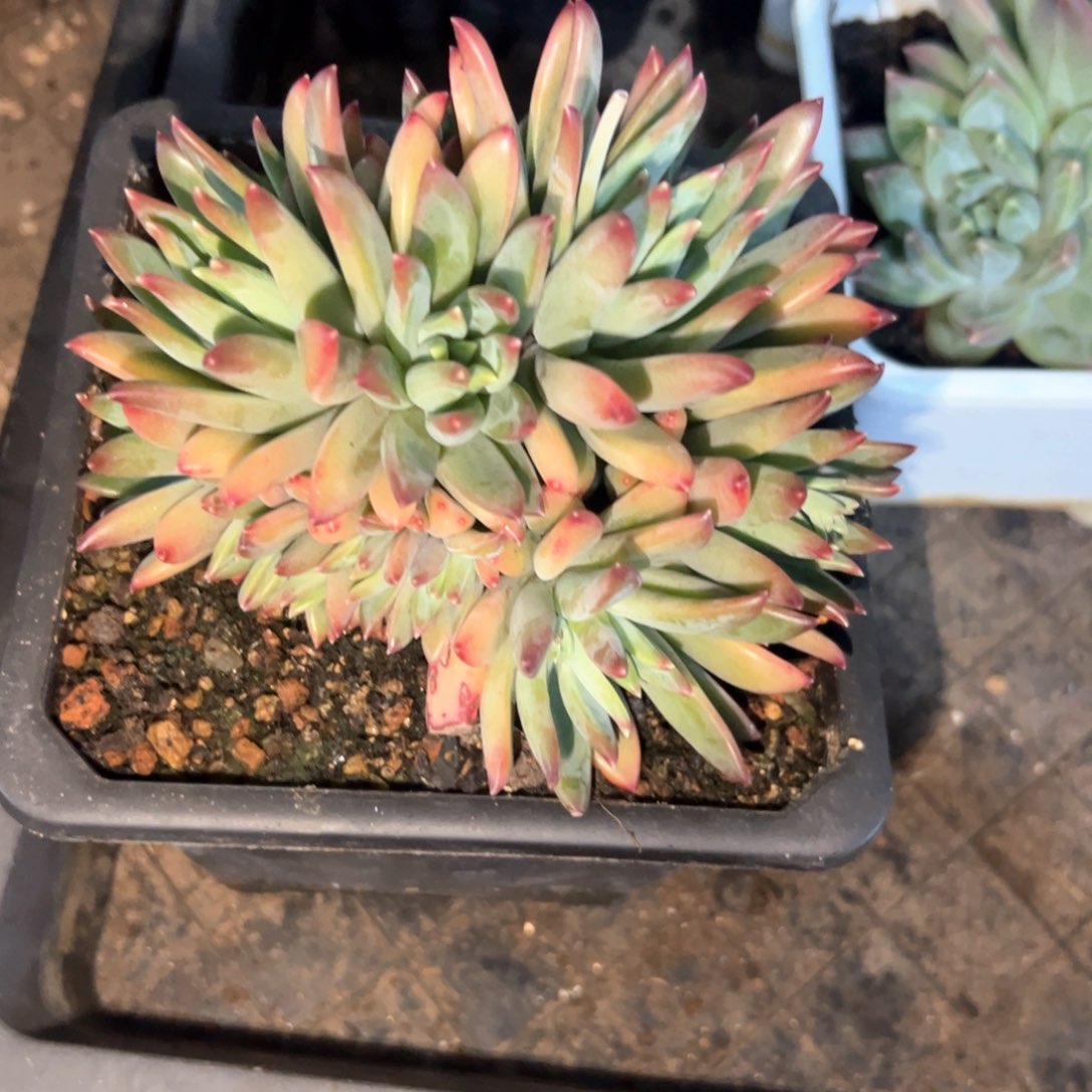 子*?多肉植物多肉植物