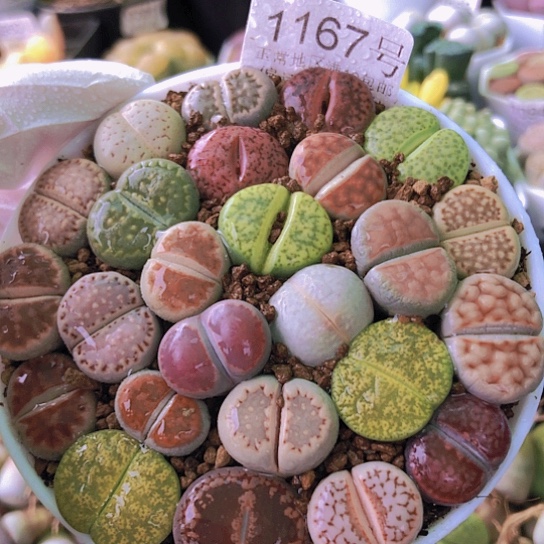 无花朵1167，9厘米盆如图