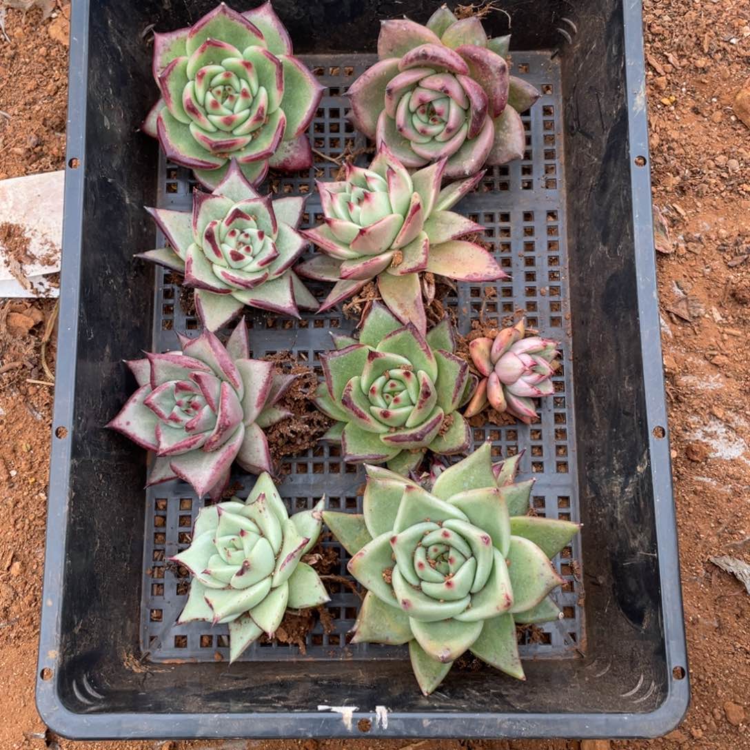 无花朵若如东云单拍D474