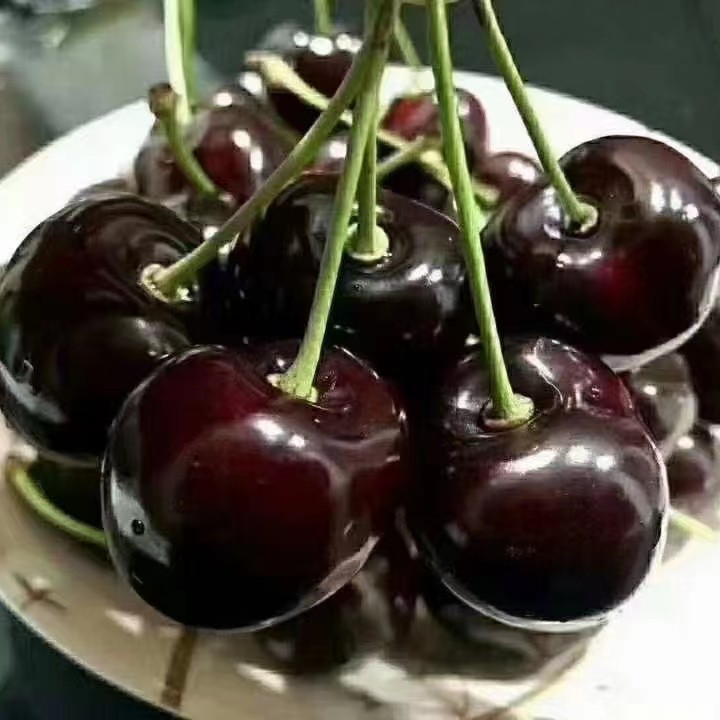 智利车厘子（3J级别）海运5斤装桑提娜智利